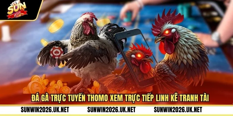 Đá Gà Trực Tuyến Thomo Xem Trực Tiếp Linh Kê Tranh Tài