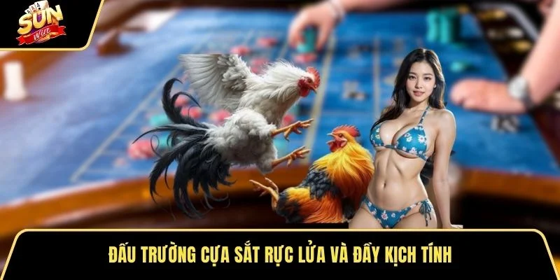 Đấu trường cựa sắt rực lửa và đầy kịch tính