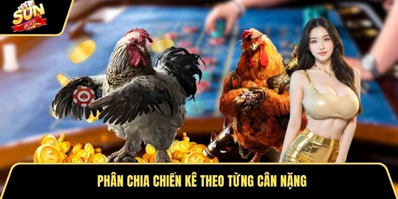 Phân chia chiến kê theo từng cân nặng