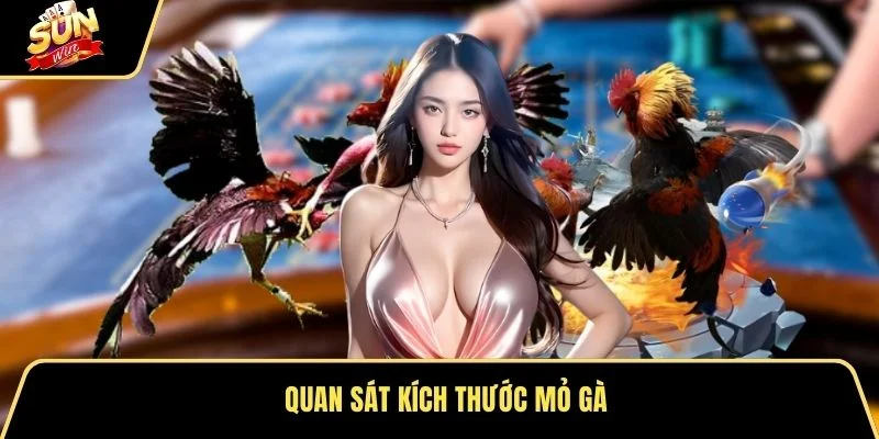 Quan sát kích thước mỏ gà