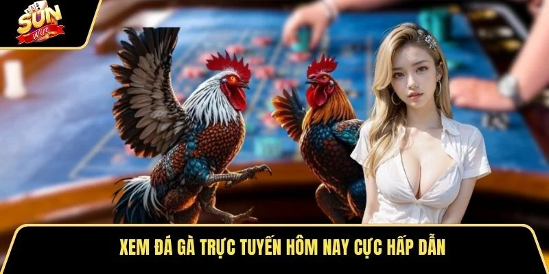Xem đá gà trực tuyến hôm nay cực hấp dẫn